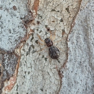 Arasia mollicoma at Bungendore, NSW - suppressed