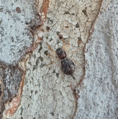 Arasia mollicoma (Flat-white Jumping Spider) at Bungendore, NSW - 9 Dec 2024 by clarehoneydove