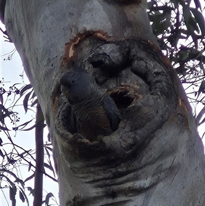 Callocephalon fimbriatum at Bungendore, NSW - 9 Dec 2024