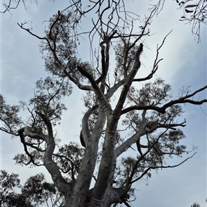 Callocephalon fimbriatum at Bungendore, NSW - 9 Dec 2024