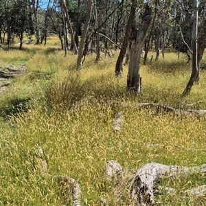 Anthoxanthum odoratum at Grabben Gullen, NSW - 10 Dec 2024