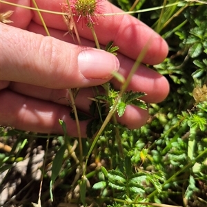 Acaena novae-zelandiae (Bidgee Widgee) at Grabben Gullen, NSW by clarehoneydove