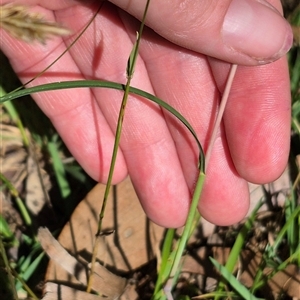 Themeda triandra at Grabben Gullen, NSW - 10 Dec 2024