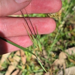 Themeda triandra at Grabben Gullen, NSW - 10 Dec 2024