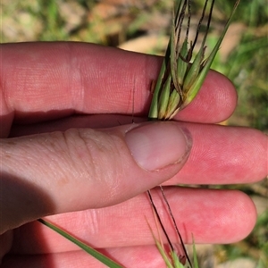 Themeda triandra at Grabben Gullen, NSW - 10 Dec 2024