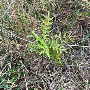 Pistacia chinensis at Throsby, ACT by RangerRiley