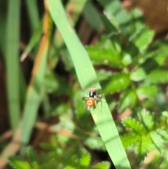 Maratus pavonis at Grabben Gullen, NSW - suppressed