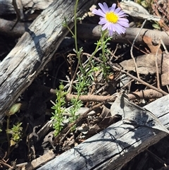 Brachyscome rigidula (Hairy Cut-leaf Daisy) at Carwoola, NSW - 8 Dec 2024 by clarehoneydove