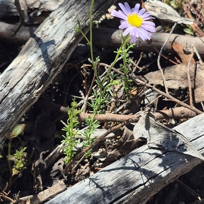 Brachyscome rigidula (Hairy Cut-leaf Daisy) at Carwoola, NSW - 8 Dec 2024 by clarehoneydove