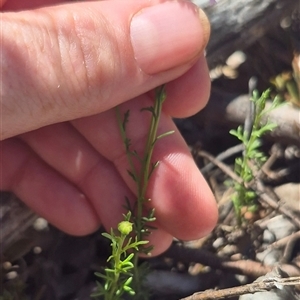 Brachyscome rigidula at Carwoola, NSW - 8 Dec 2024