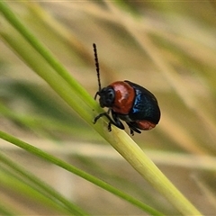 Aporocera (Aporocera) viridipennis (A leaf beetle) at Bungendore, NSW - 7 Dec 2024 by clarehoneydove