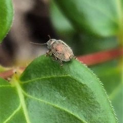 Edusella sp. (genus) (A leaf beetle) at Bungendore, NSW - 7 Dec 2024 by clarehoneydove