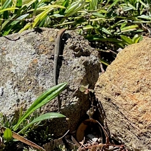 Lampropholis guichenoti at Aranda, ACT - 10 Dec 2024