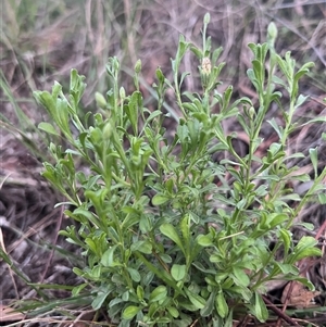 Vittadinia cuneata var. cuneata (Fuzzy New Holland Daisy) at Higgins, ACT by Untidy