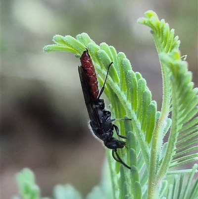 Thynninae (subfamily) (Smooth flower wasp) at Bungendore, NSW - 7 Dec 2024 by clarehoneydove