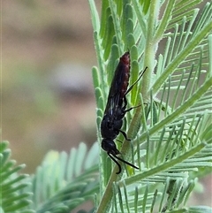 Thynninae (subfamily) at Bungendore, NSW - 7 Dec 2024