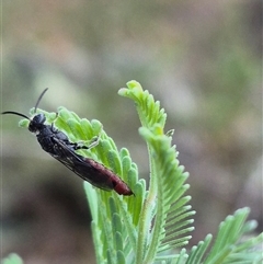 Thynninae (subfamily) at Bungendore, NSW - 7 Dec 2024