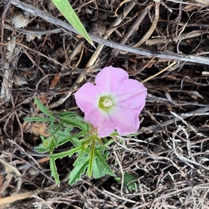 Convolvulus angustissimus subsp. angustissimus (Australian Bindweed) at Bungendore, NSW by clarehoneydove