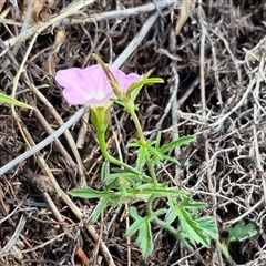 Convolvulus angustissimus subsp. angustissimus at Bungendore, NSW - 7 Dec 2024