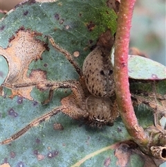 Neosparassus sp. (genus) (Badge huntsman) at Bungendore, NSW - 7 Dec 2024 by clarehoneydove