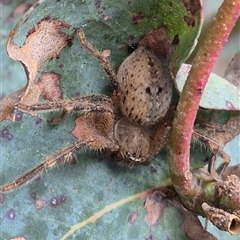 Neosparassus sp. (genus) at Bungendore, NSW - suppressed