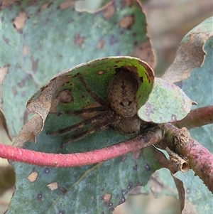 Neosparassus sp. (genus) at Bungendore, NSW - suppressed