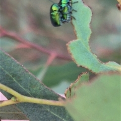 Aporocera (Aporocera) jacksoni (Leaf beetle) at Bungendore, NSW - 6 Dec 2024 by clarehoneydove