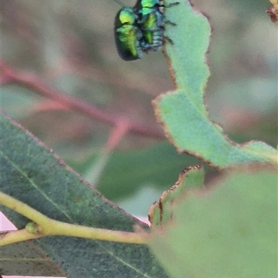 Aporocera (Aporocera) jacksoni (Leaf beetle) at Bungendore, NSW - 6 Dec 2024 by clarehoneydove