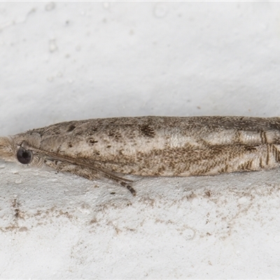 Bactra (genus) (an Olethreutine moth) at Melba, ACT - 8 Dec 2024 by kasiaaus