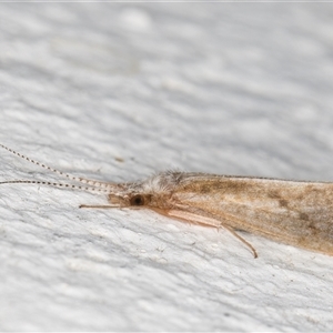 Asmicridea edwardsii (Shannon Moth) at Melba, ACT by kasiaaus