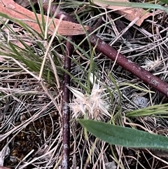 Rytidosperma sp. (Wallaby Grass) at Higgins, ACT - 10 Dec 2024 by Untidy