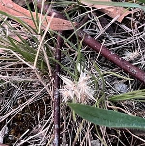 Rytidosperma sp. at Higgins, ACT - 10 Dec 2024