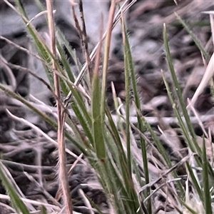 Rytidosperma sp. at Higgins, ACT - 10 Dec 2024