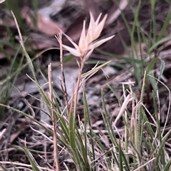 Rytidosperma sp. at Higgins, ACT - 10 Dec 2024