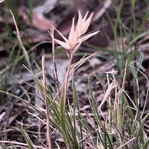 Rytidosperma sp. at Higgins, ACT - 10 Dec 2024