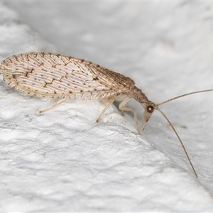 Micromus tasmaniae (Tasmanian Brown Lacewing) at Melba, ACT by kasiaaus