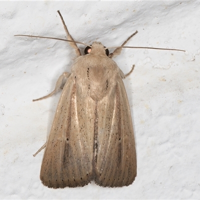 Leucania diatrecta (A Noctuid moth) at Melba, ACT - 8 Dec 2024 by kasiaaus