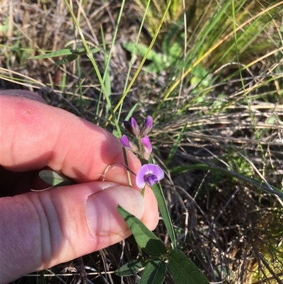 Glycine tabacina (Variable Glycine) at Bredbo, NSW - 9 Dec 2024 by WhiteRabbit