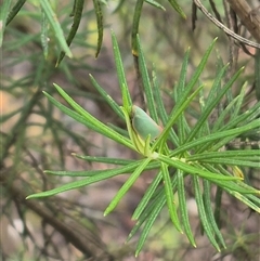 Sextius virescens at Bungendore, NSW - 9 Dec 2024 by clarehoneydove