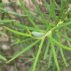 Colgar sp. (genus) at Bungendore, NSW - suppressed