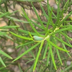 Colgar sp. (genus) at Bungendore, NSW - suppressed