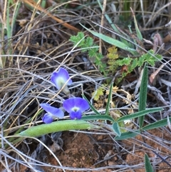 Glycine clandestina (Twining Glycine) at Bredbo, NSW - 9 Dec 2024 by WhiteRabbit