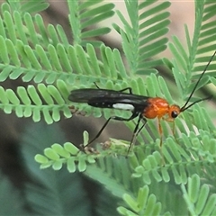 Latrodectus hasselti at Grabben Gullen, NSW - 10 Dec 2024 by clarehoneydove