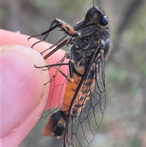 Yoyetta robertsonae (Clicking Ambertail) at Bungendore, NSW by clarehoneydove