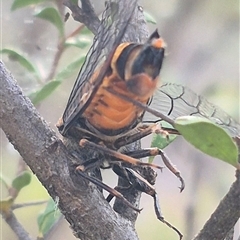 Yoyetta robertsonae at Bungendore, NSW - suppressed