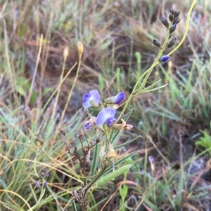 Glycine clandestina (Twining Glycine) at Bredbo, NSW by WhiteRabbit