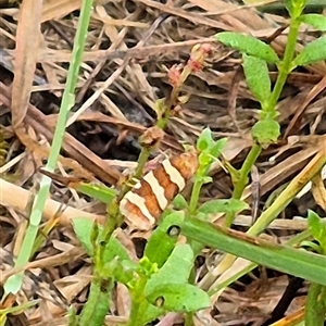 Subfurcatana subfurcatana (A Tortricid moth) at Tarago, NSW by clarehoneydove