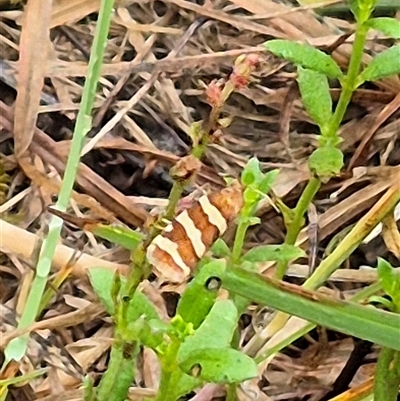 Subfurcatana subfurcatana (A Tortricid moth) at Tarago, NSW - 3 Dec 2024 by clarehoneydove