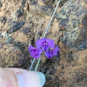 Swainsona sericea (Silky Swainson-Pea) at Bredbo, NSW by WhiteRabbit