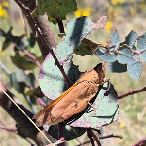 Goniaea carinata (Black kneed gumleaf grasshopper) at Bungendore, NSW by clarehoneydove